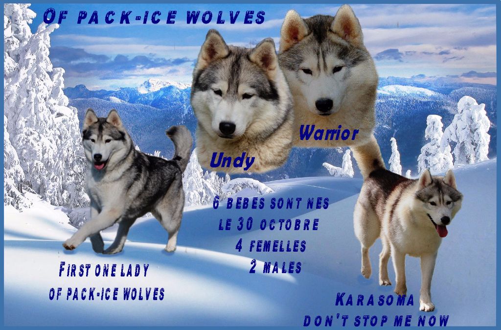 Of pack-ice wolves - Portée  UNDY et WARRIOR 