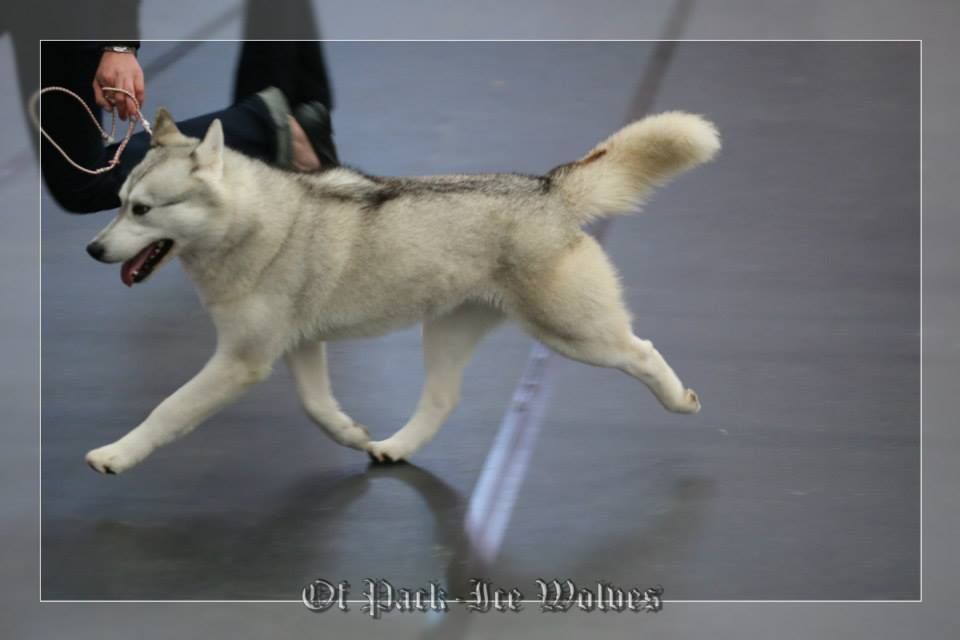 Of pack-ice wolves - HOPE Championne de france CS  et  Championne LSP 