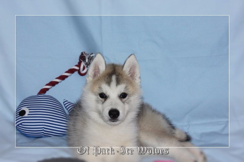 chiot Siberian Husky Of pack-ice wolves