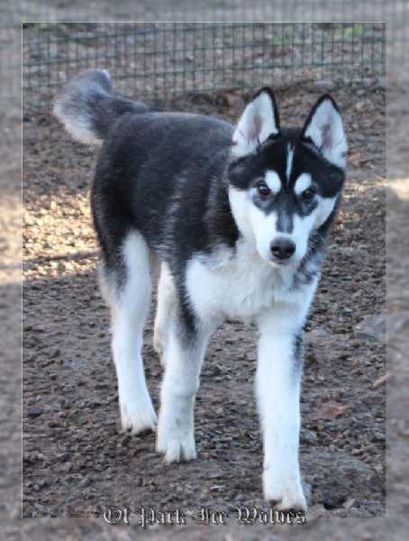 Chiot Elevage Husky Chiot Husky vendre Eleveur passion de