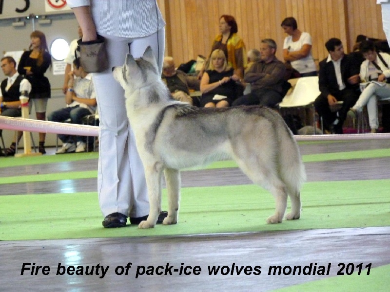 Fire beauty dite beauty Of pack-ice wolves