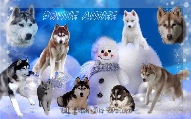 Of pack-ice wolves - BONNE ANNÉE 2016