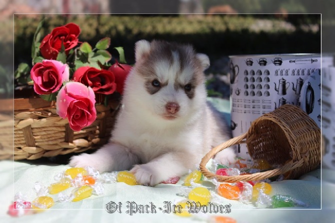 Of pack-ice wolves - Nouvelles photos des bébés 