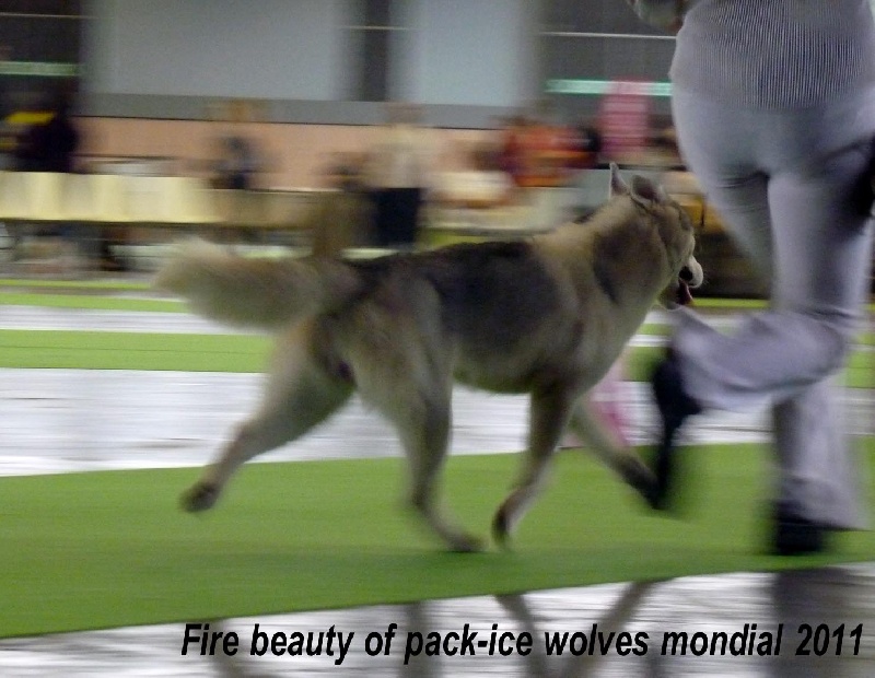 Fire beauty dite beauty Of pack-ice wolves