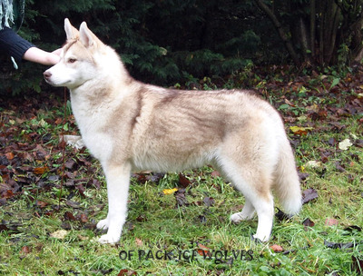 Golden fumarole dite imala Of pack-ice wolves