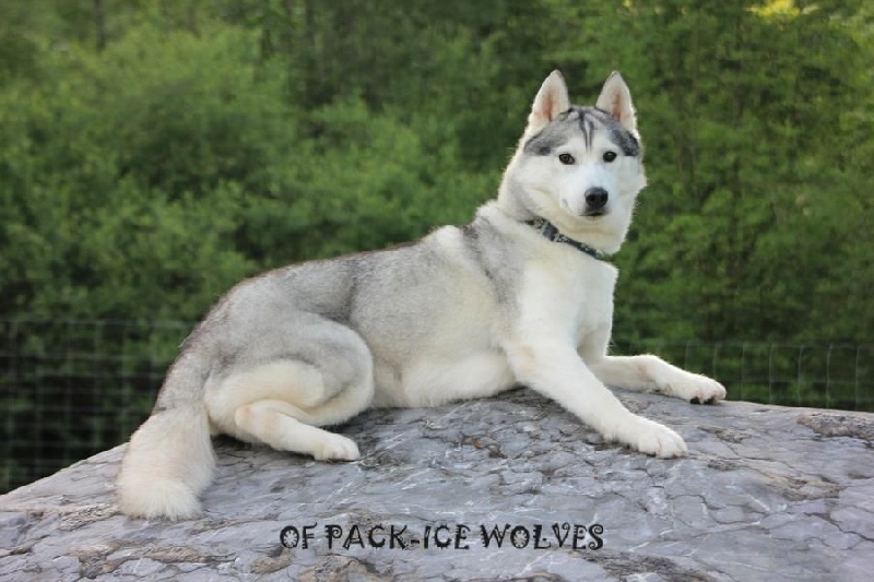 Eternal miss nikita dite niky Of pack-ice wolves