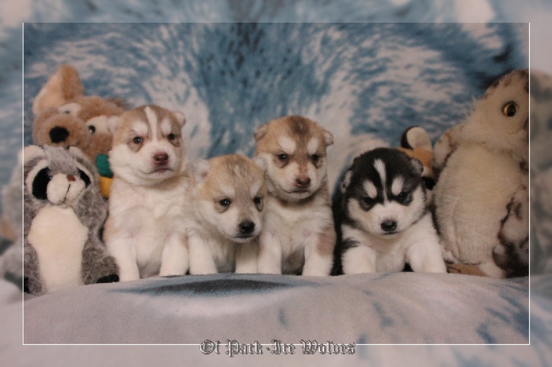 Of pack-ice wolves - Siberian Husky - Portée née le 22/03/2013