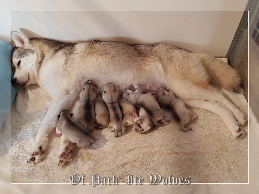 Of pack-ice wolves - Chiot disponible  - Siberian Husky