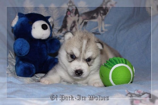 chiot Siberian Husky Of pack-ice wolves