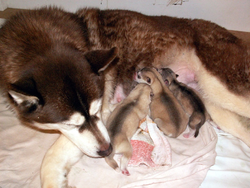 Of pack-ice wolves - Siberian Husky - Portée née le 08/03/2010