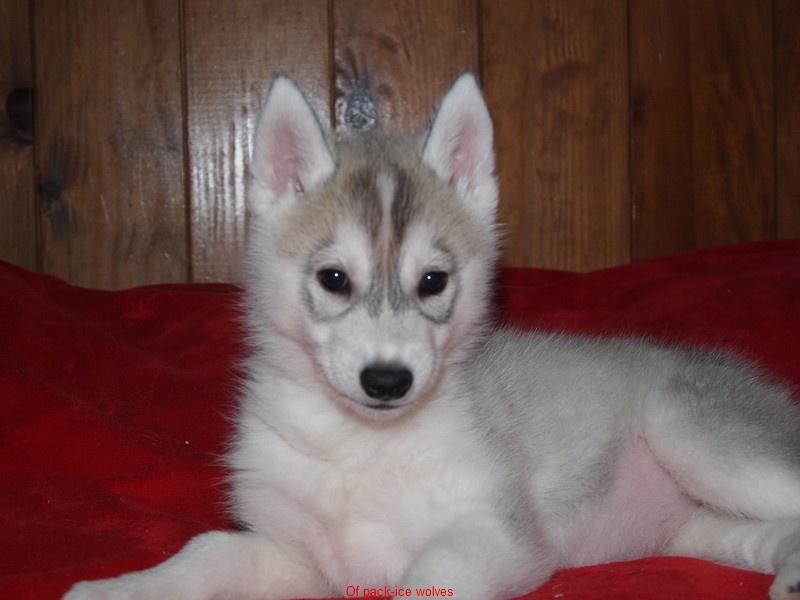 Of pack-ice wolves - Siberian Husky - Portée née le 29/09/2011
