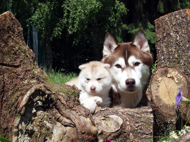 Of pack-ice wolves - Siberian Husky - Portée née le 18/04/2011