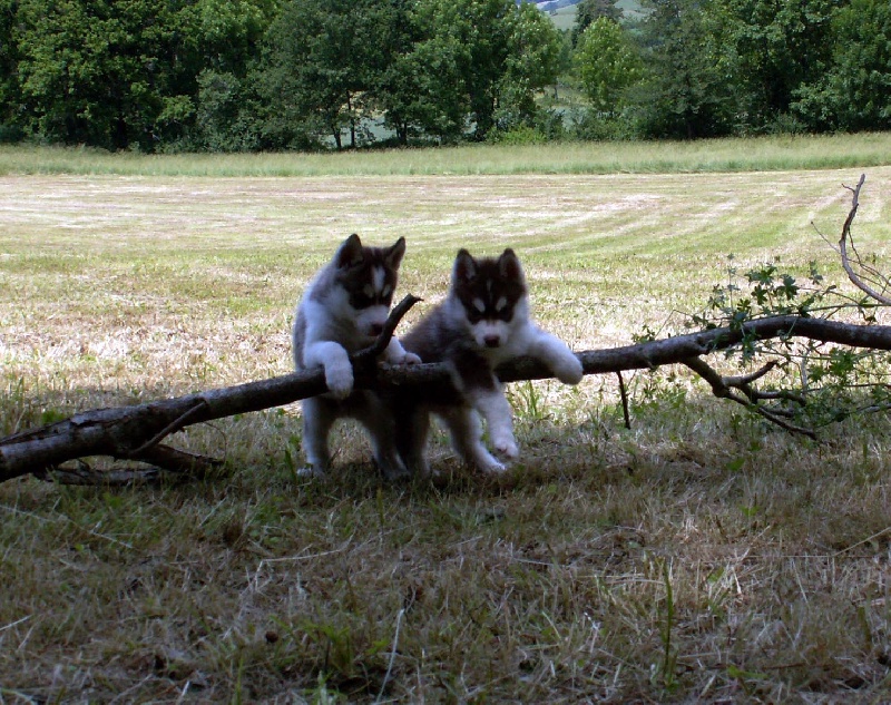 Of pack-ice wolves - Siberian Husky - Portée née le 17/04/2009