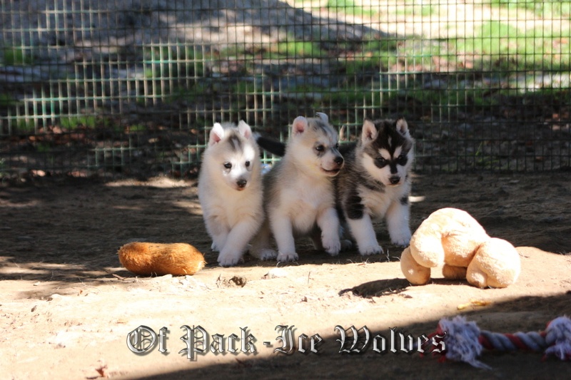 Of pack-ice wolves - Siberian Husky - Portée née le 17/08/2013