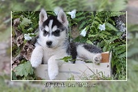 Chiot husky femelle 2  noire et blanche