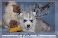 Chiot husky sibérien Femelle grise 