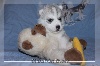 Chiot husky sibérien Femelle grise 