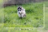 Chiot husky femelle 2  noire et blanche