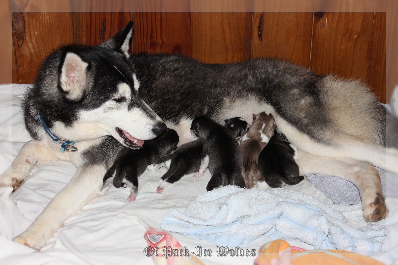 Of pack-ice wolves - Siberian Husky - Portée née le 29/01/2013