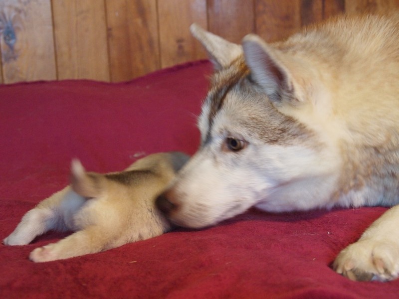Of pack-ice wolves - Siberian Husky - Portée née le 08/09/2010
