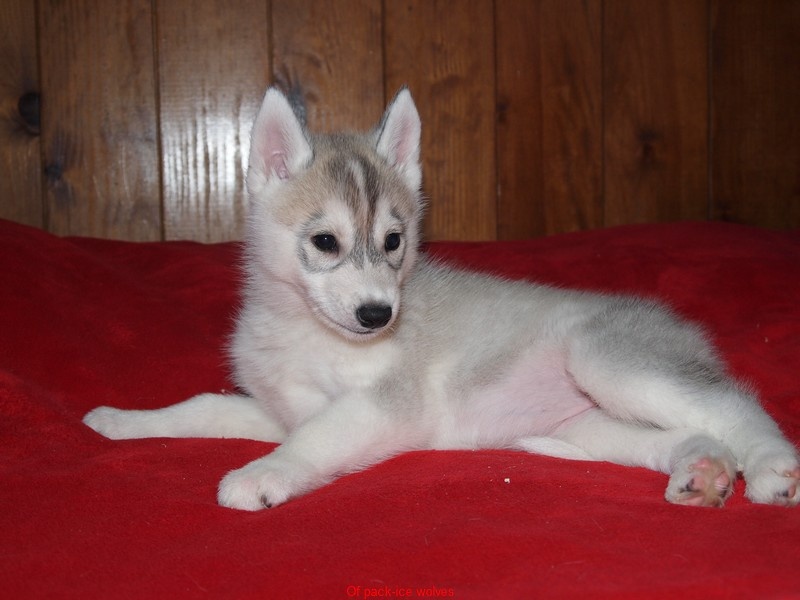 Of pack-ice wolves - Siberian Husky - Portée née le 21/09/2011