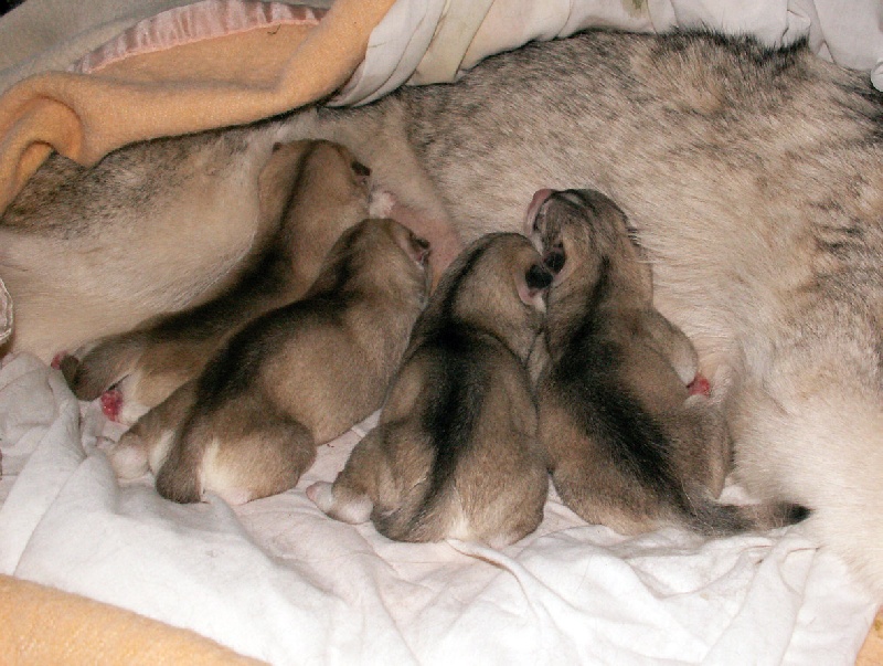 Of pack-ice wolves - Siberian Husky - Portée née le 04/03/2010
