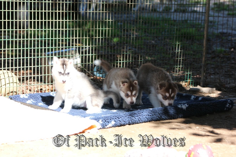 Of pack-ice wolves - Siberian Husky - Portée née le 24/08/2013