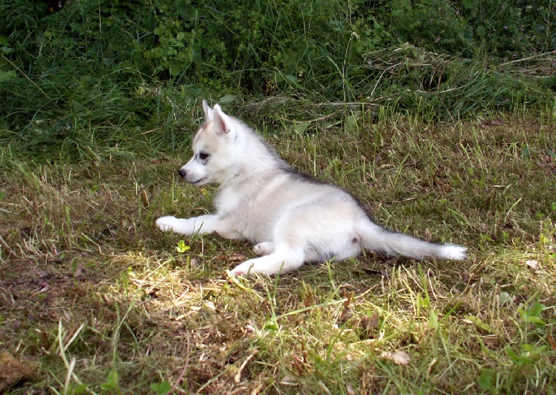 Of pack-ice wolves - Siberian Husky - Portée née le 01/04/2009