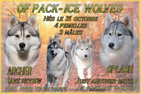 chiot Siberian Husky Of pack-ice wolves