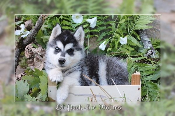 chiot Siberian Husky Of pack-ice wolves