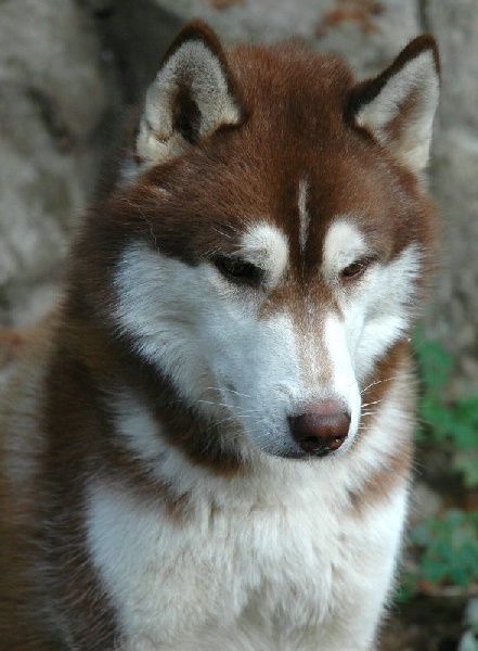 A timeless treasure dit timy Of pack-ice wolves