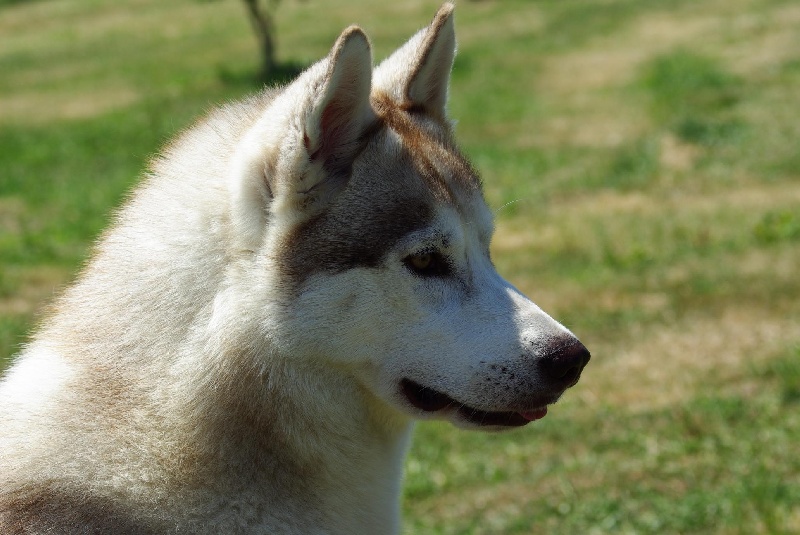 Cristal flash of love Of pack-ice wolves