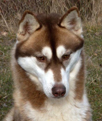 Breathtaking dite yuna Of pack-ice wolves