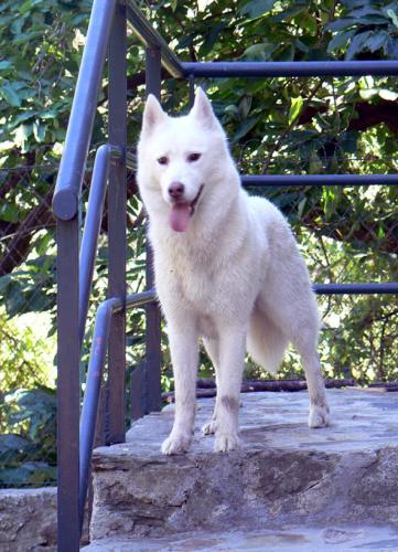 Soyane Of pack-ice wolves