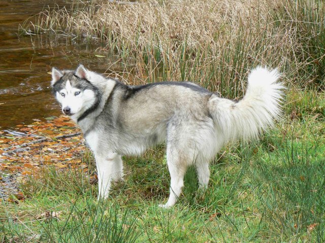 Very river diamond blue Of pack-ice wolves