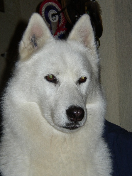 Stessye Of pack-ice wolves