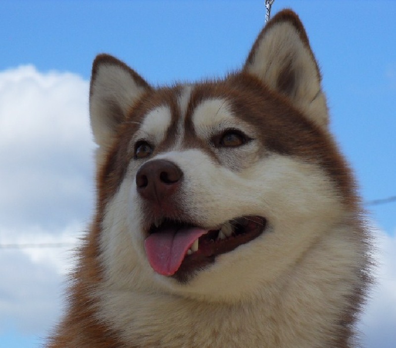 Ex'ceptional beauty dite elowen Of pack-ice wolves