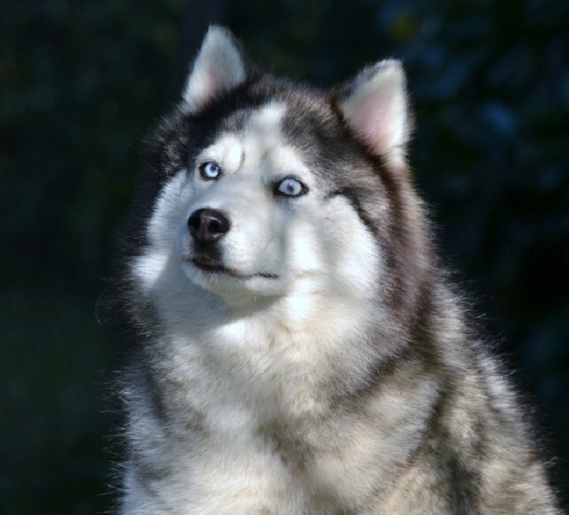 Very river diamond blue Of pack-ice wolves