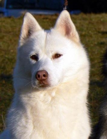 Soyane Of pack-ice wolves