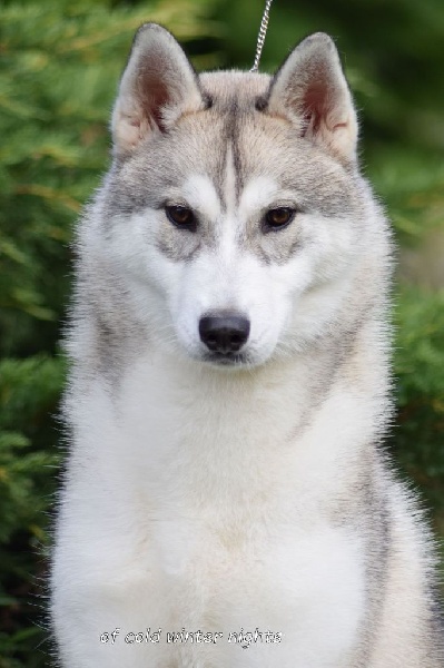 Just like a dream dite tea Of pack-ice wolves