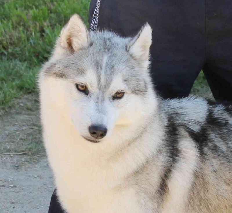 Glorious little girl dite rubis Of pack-ice wolves