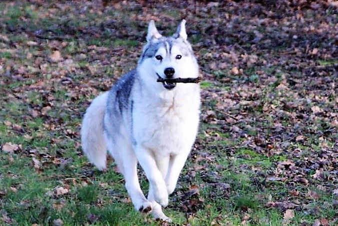 Justice for the queen 'nephilim Of pack-ice wolves