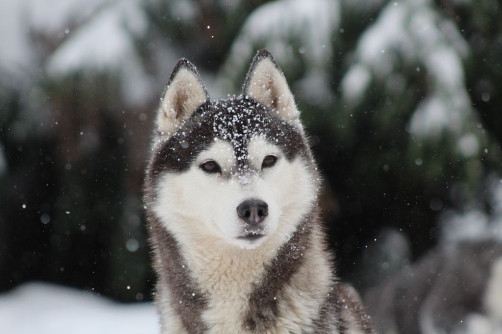 Kahlan - ideal end of game Of pack-ice wolves