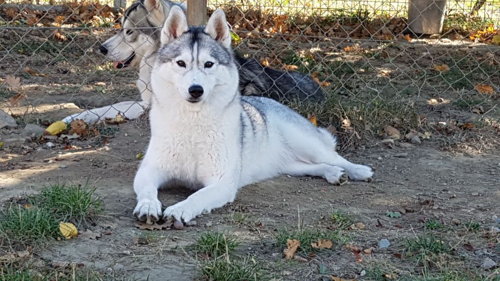 Harmonie  dite perla Of cool water