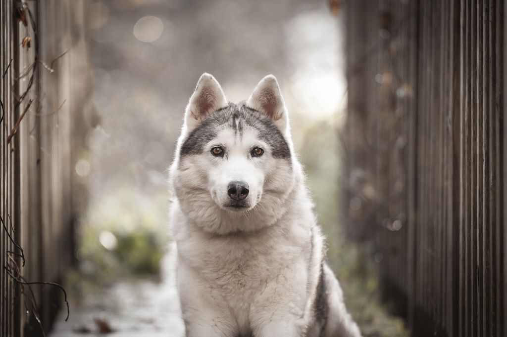 Firefly Of pack-ice wolves