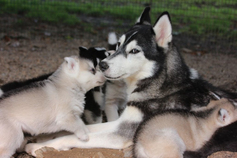 Chiot Siberian Husky Of pack-ice wolves