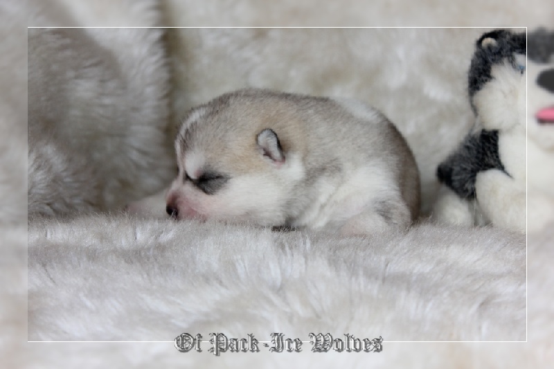 Chiot Siberian Husky Of pack-ice wolves