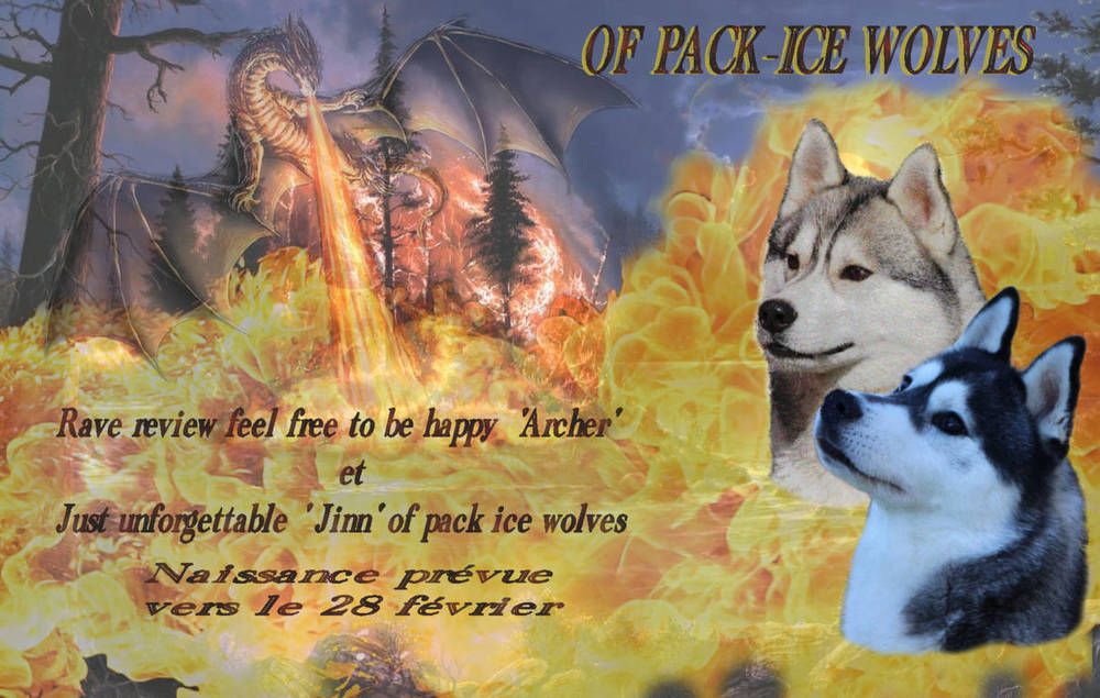 Chiot Siberian Husky Of pack-ice wolves