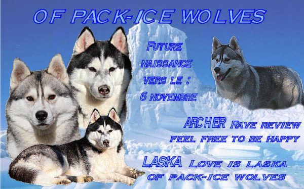 Chiot Siberian Husky Of pack-ice wolves